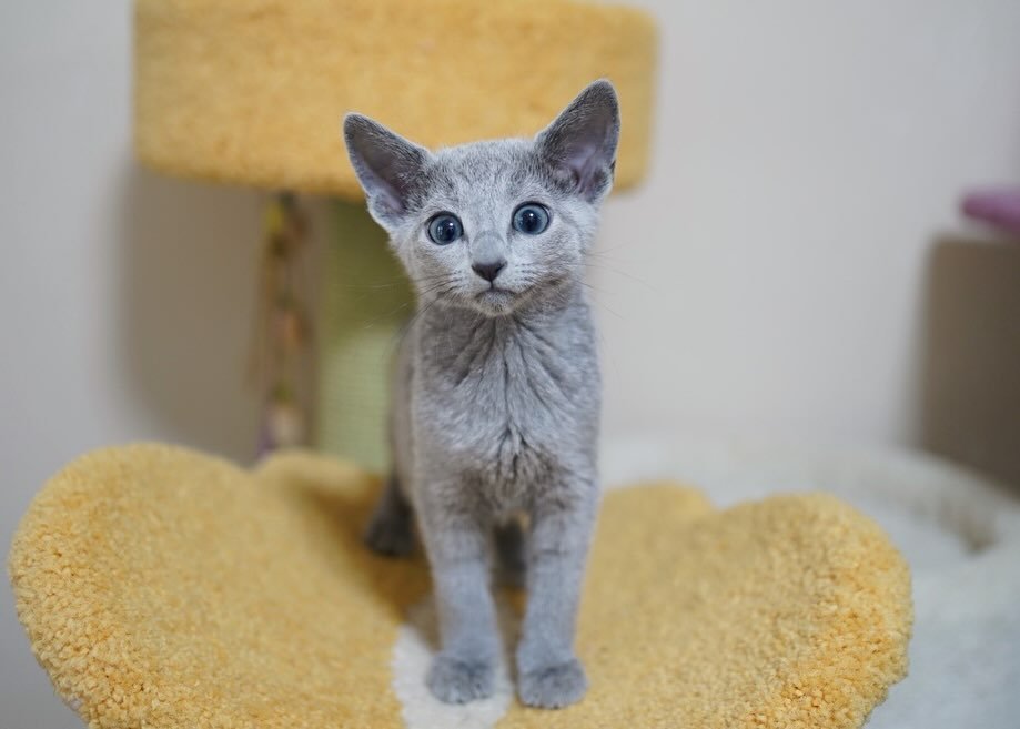 Shadow - Russian Blue Kitten for Sale California - Male Russian Blue - Purebred Kitten - Champion Bloodline